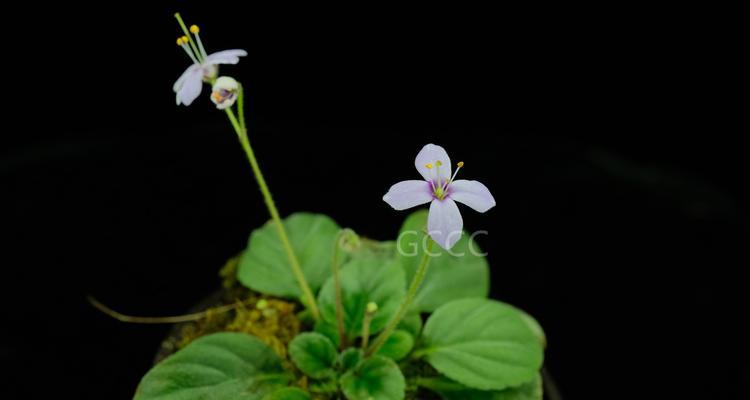 了解植物分类，深入探究植物奇妙世界（探究植物科的多样性及其相关特点）