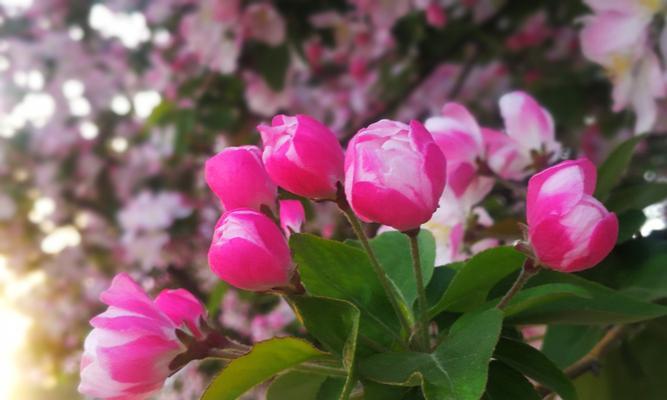 海棠花之美——寓意与诗意（以花为媒，借寓意言情。探海棠花的世界与文化内涵）
