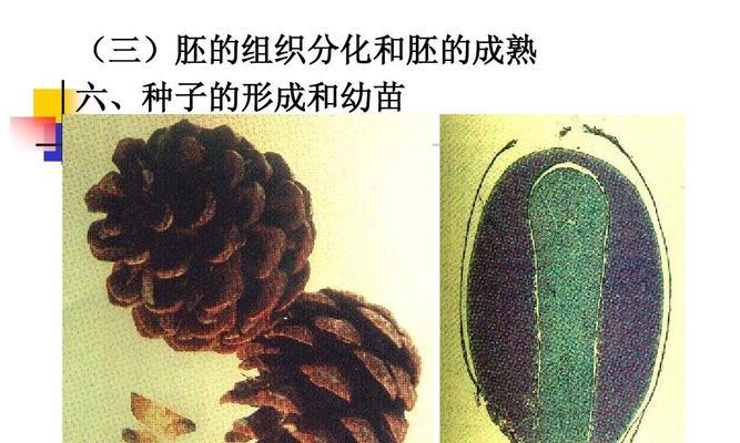 裸子植物的特征（了解裸子植物的5大特点，认识其生长习性）