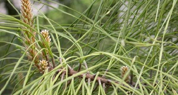 裸子植物的特征（了解裸子植物的5大特点，认识其生长习性）