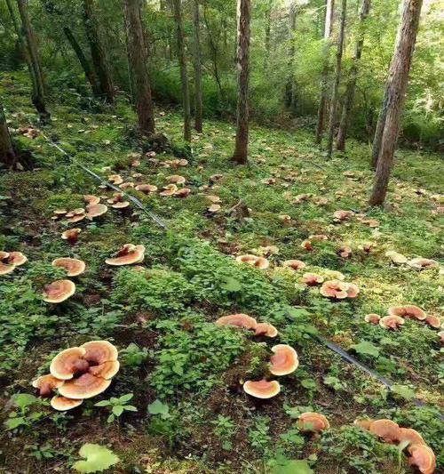 灵芝的种植技巧与方法（如何在家种植灵芝，让身体受益？）