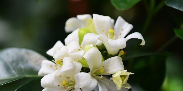 九里香虫害防治方法（保护花卉健康成长的有效措施）