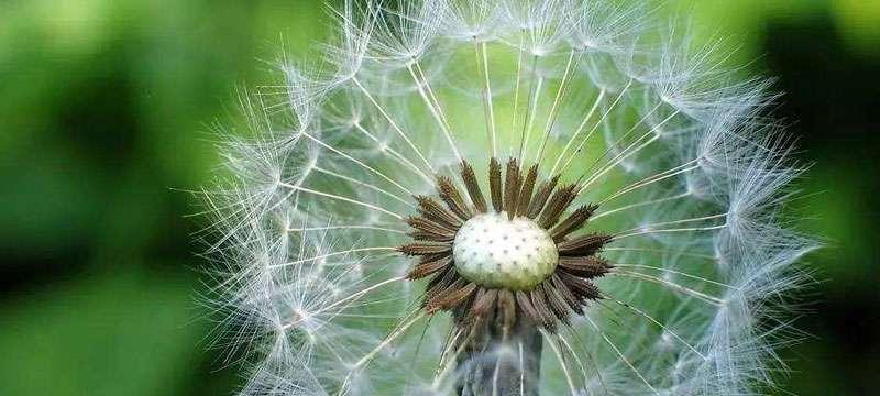 植物如何传播种子？（探究植物种子的繁衍方式）