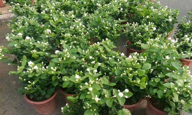 茉莉花的种植方法（从选苗到养护，教你轻松打造花园小清新）