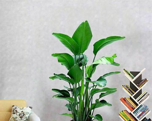 室内绿植的选择与养护（适合室内的美丽植物推荐，让家居生活更健康和美好）