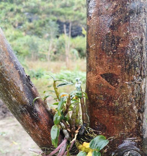 铁皮石斛种植技术与管理（打造高产、优质、可持续的铁皮石斛种植园）