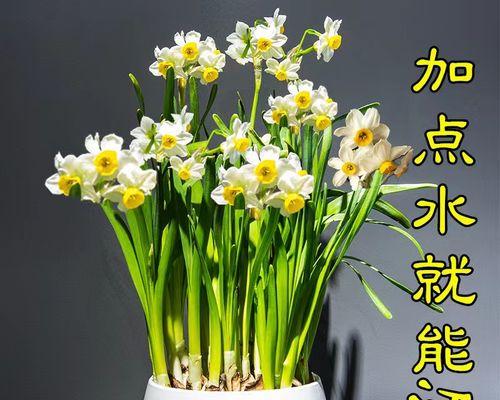 水仙花的水培养护方法（从培养到开花，一步步帮你打造美丽水仙花）