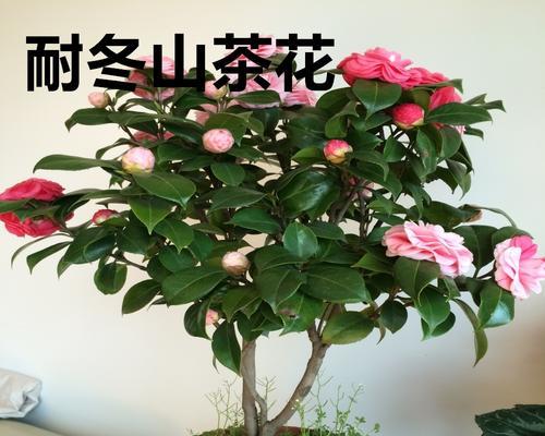 十八学士茶花的养殖秘籍（快速掌握十八学士茶花的养护技巧）