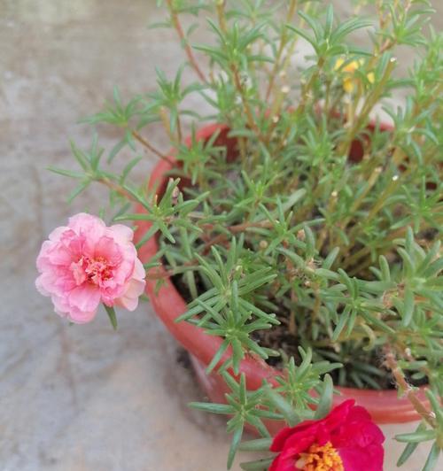 秋冬季开花的花卉（赏花之旅，冬日温馨）