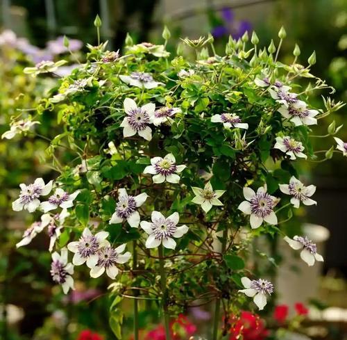 秋冬季开花的花卉（赏花之旅，冬日温馨）