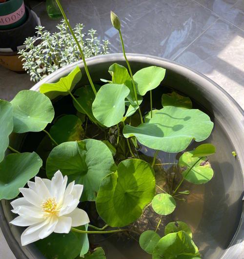 荷花开花的时间及特点（了解荷花开花时间，欣赏荷花美丽花期）