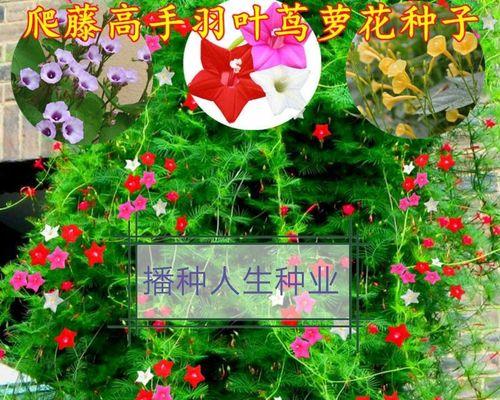 五角星花种子的播种时间（掌握正确的播种时间，让你的五角星花生长更健康）