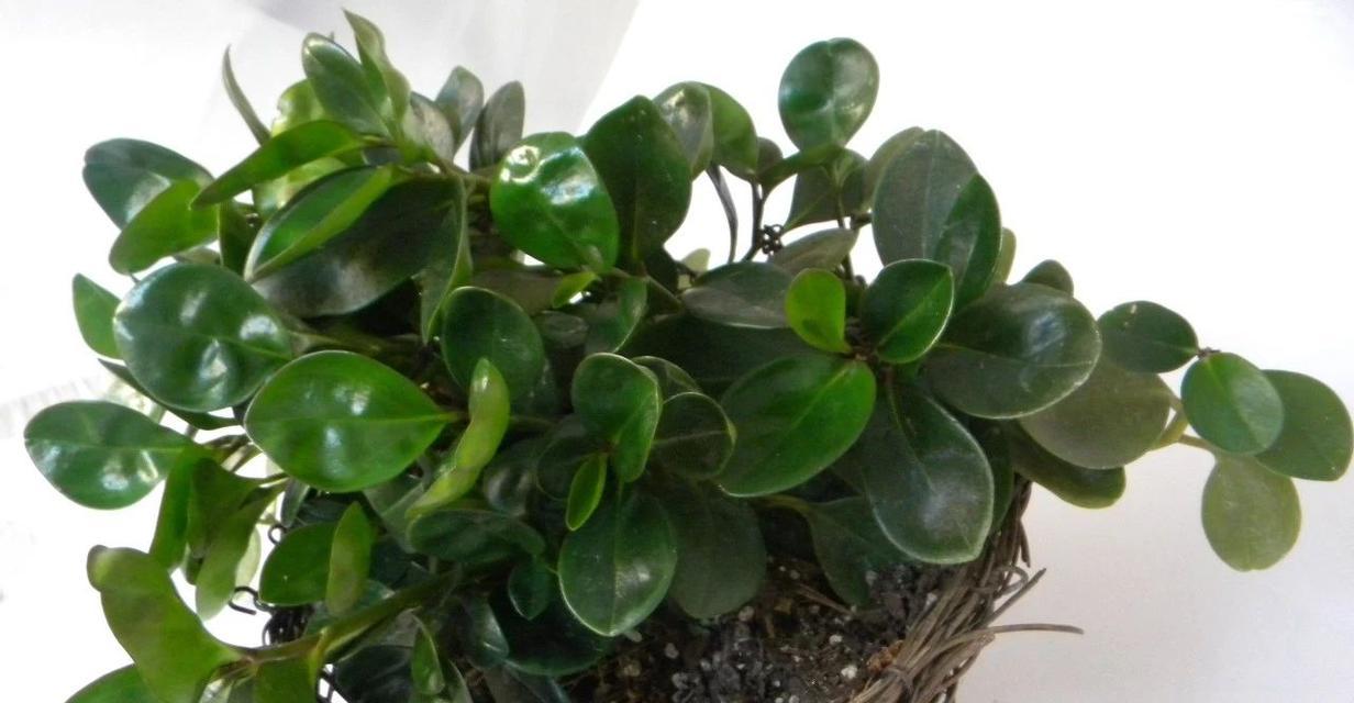 室内大型耐阴观叶植物推荐（打造舒适宜人的家居环境，选择这些植物没错！）