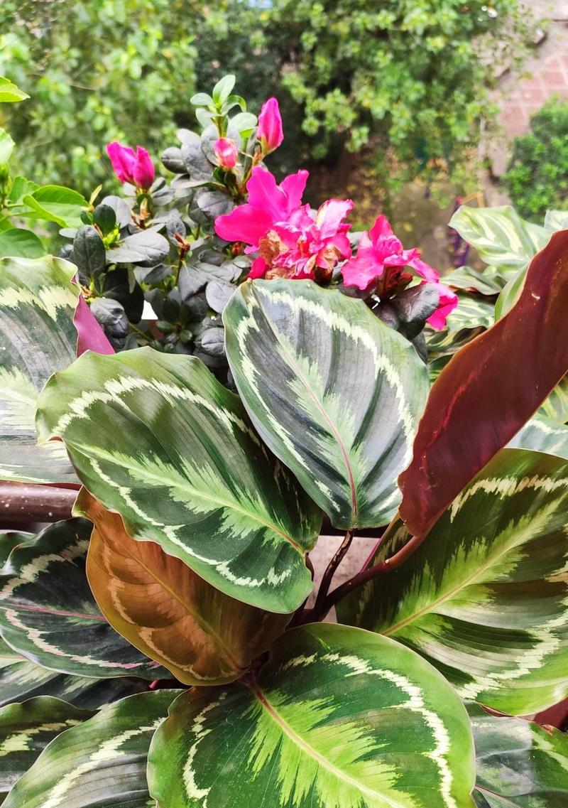 室内大型耐阴观叶植物推荐（打造舒适宜人的家居环境，选择这些植物没错！）