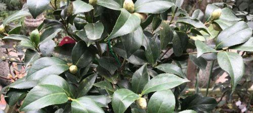茶花树的养殖与注意事项（打造居家养生好选择）