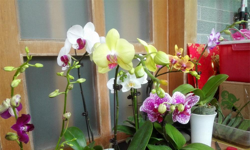蝴蝶兰的花期与施肥时间掌握（掌握蝴蝶兰花期，科学施肥更重要）