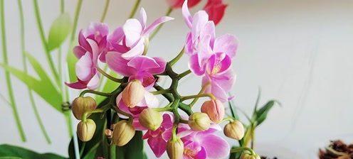 蝴蝶兰的花期与施肥时间掌握（掌握蝴蝶兰花期，科学施肥更重要）