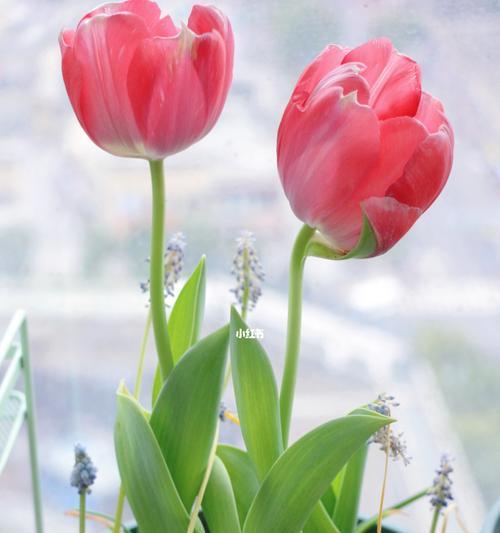 郁金香开花期有多长？（探讨郁金香开花的时间和环境因素）