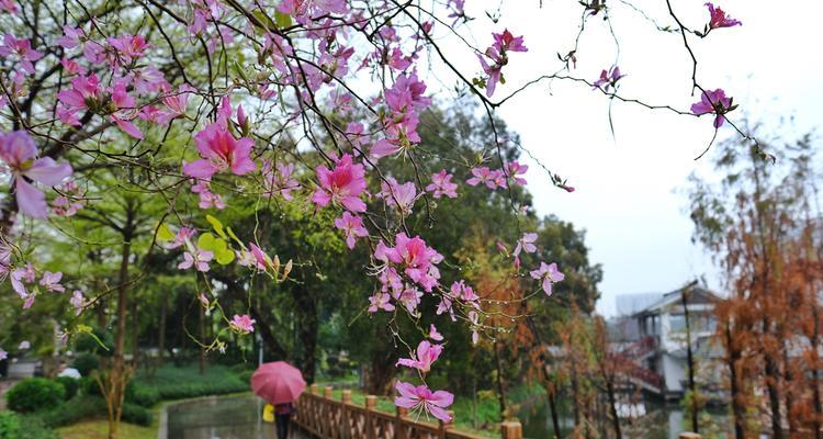 探究养殖紫荆花黄叶的原因（揭示紫荆花黄叶成因与防治措施）