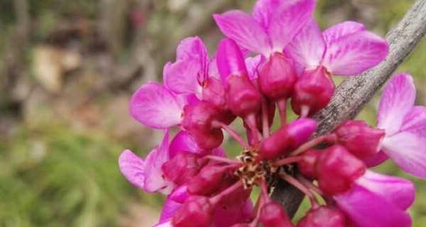 探究养殖紫荆花黄叶的原因（揭示紫荆花黄叶成因与防治措施）