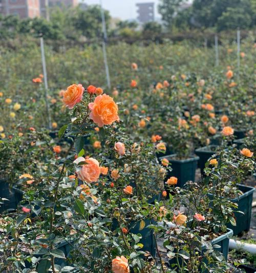 如何正确种植玫瑰花（从选址到养护，助你打造美丽的玫瑰园）