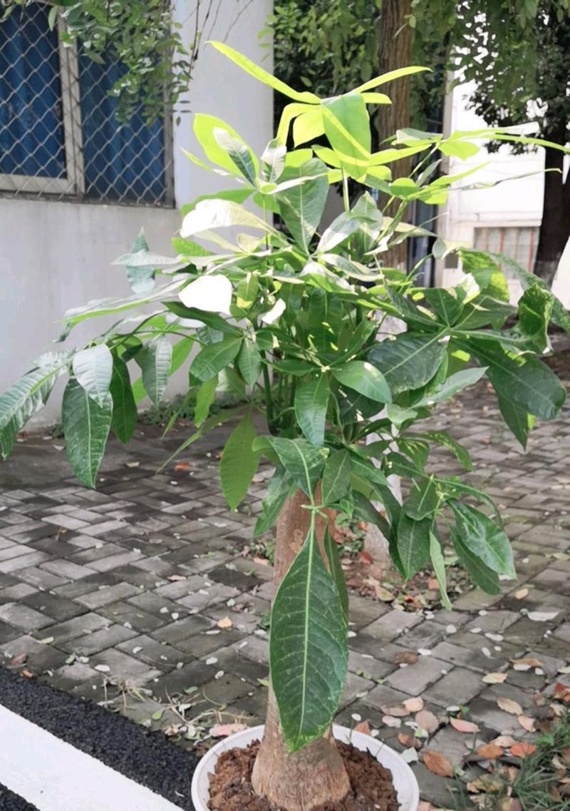 发财树黄叶子怎么办？（发财树黄叶子处理小技巧）