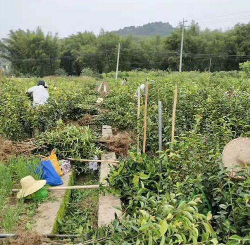 如何种植和管理油茶树（全面掌握油茶树的种植、管理、病虫害防治和产值提高）