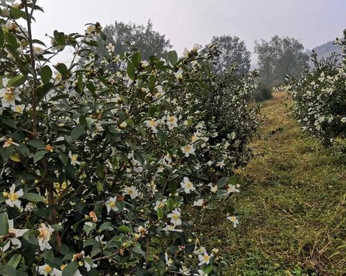 如何种植和管理油茶树（全面掌握油茶树的种植、管理、病虫害防治和产值提高）