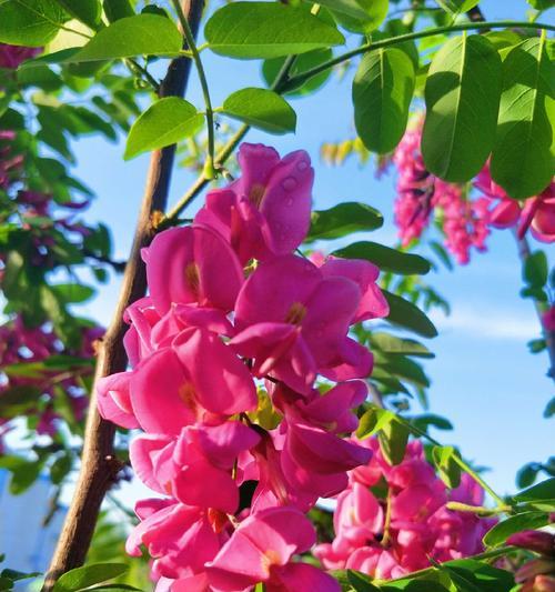 红花槐的种植全指南（如何成功种植红花槐栽培技巧揭秘）