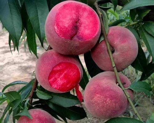 如何成功种植一棵健康的桃树（从选地到修剪，全面掌握桃树种植技巧）