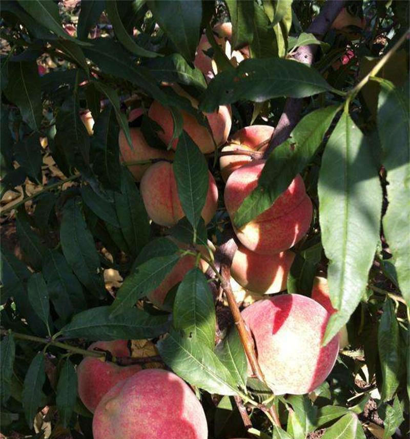如何成功种植一棵健康的桃树（从选地到修剪，全面掌握桃树种植技巧）