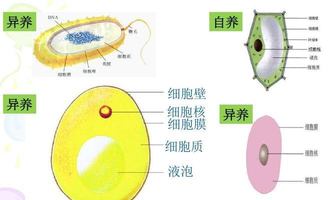 异养和自养，生命的两种方式（探究生物生存的秘密——异养和自养的区别与联系）