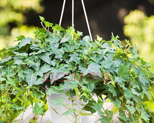 探寻藤本植物的多样性（从树种到特性，揭秘藤本植物的神秘面纱）