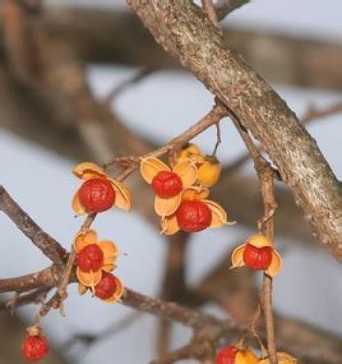 探寻藤本植物的多样性（从树种到特性，揭秘藤本植物的神秘面纱）