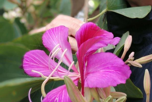 探秘香港市花——紫荆花（从历史、象征意义到现状，了解紫荆花的一切）