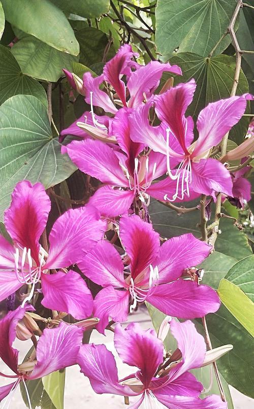 探秘香港市花——紫荆花（从历史、象征意义到现状，了解紫荆花的一切）