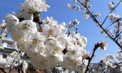 樱花与樱桃花的异同（相似之处与差异）