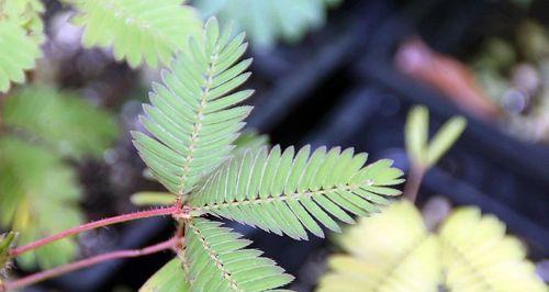 含羞草的种植与养护（让“羞羞草”在你家开花结果）