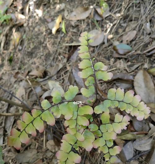 铁线蕨——一种独特的蕨类植物（探究铁线蕨的外观、生长习性、分类和用途）