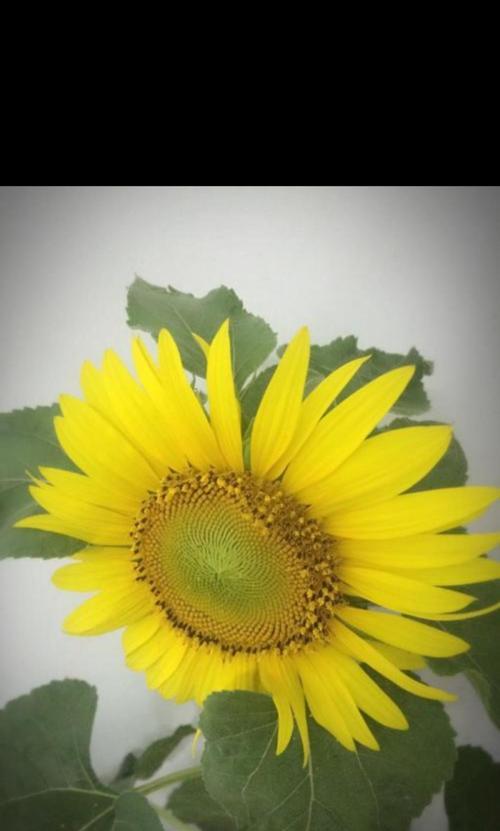 向日葵——一朵阳光的花（从生长到运用，了解向日葵的一切）