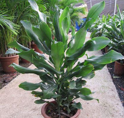 如何种植与养殖芭蕉树（从选址到病虫害防治，全面掌握芭蕉树的种植与养护方法）