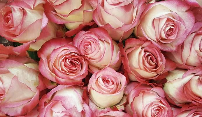 粉红色玫瑰花的意义（探寻粉红色玫瑰花的情感和象征）