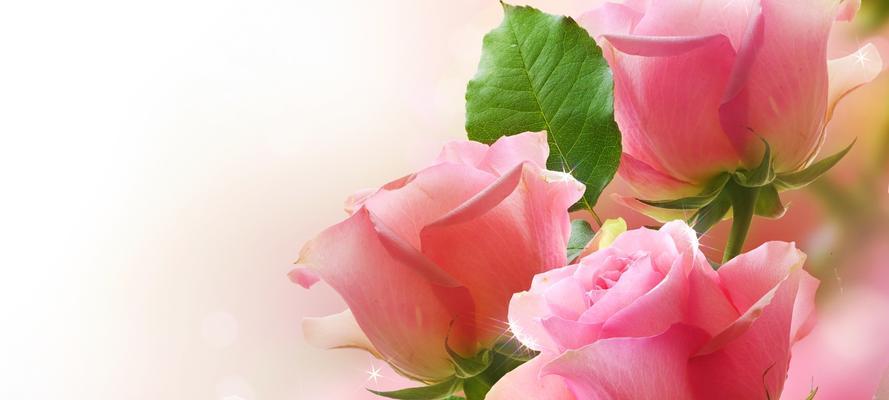 粉红色玫瑰花的意义（探寻粉红色玫瑰花的情感和象征）
