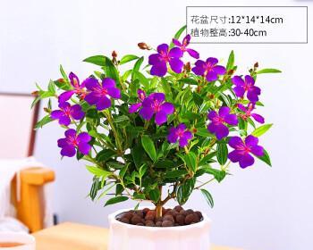 牡丹花盆栽家养方法（打造室内美丽花园，让牡丹开进家门）