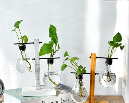 灯泡植物（探讨灯泡植物的生命长短，为你的绿植寿命做出正确判断）