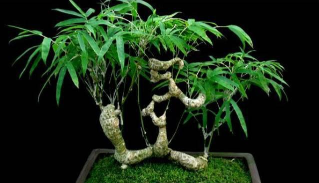 盆栽竹子种类详解（了解这些竹子种类，让你的室内绿化更加靓丽）