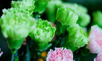 康乃馨花的养殖方法（从育苗到成花，全面指导康乃馨花的种植）