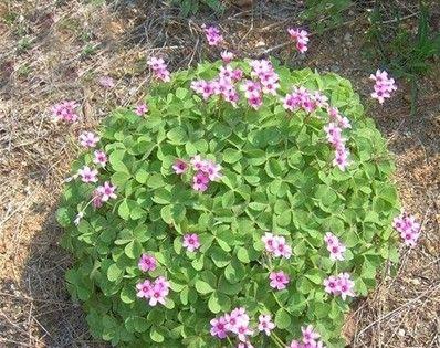 常见的地被植物及其特点（探索地被植物的奥秘）