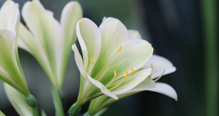 花中君子花（探寻花中君子花的魅力与美学）