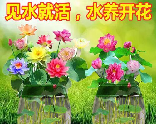 四季碗莲的种植方法（打造美丽庭院的秘密武器）